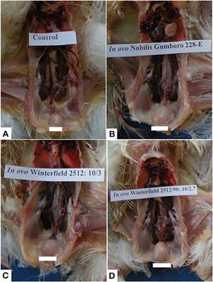 Immunopathological comparison of in ovo and post-hatch vaccination techniques for infectious bursal disease vaccine in layer chicks